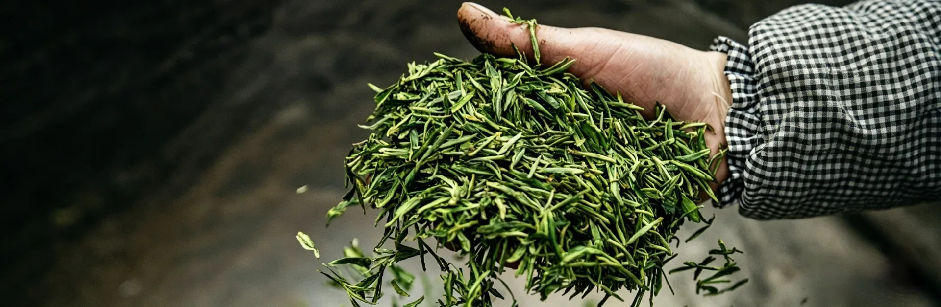 石阡苔茶：一盏来自云贵的清香