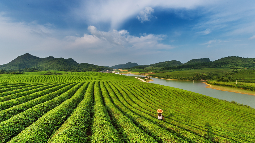 茶叶采摘