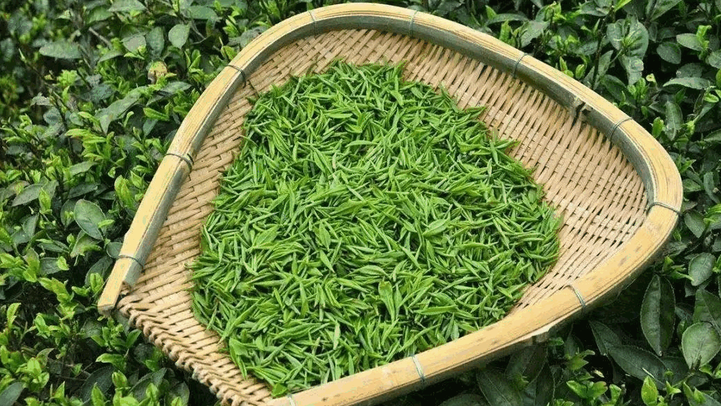 石阡苔茶