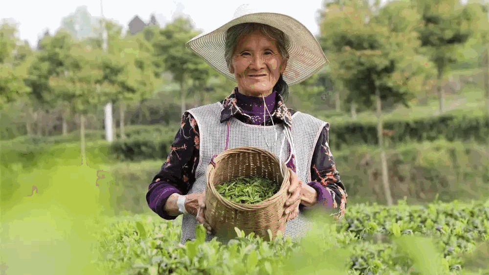 茶叶杀青