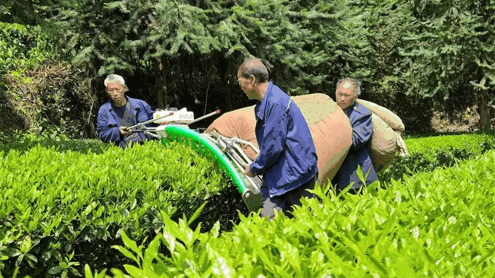 茶叶烘干